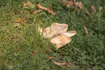Large pale mushroom growing among green grass and dry leaves in the forest
