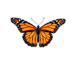 Fototapeta premium Monarch butterfly with vibrant orange and black patterned wings spread open, isolated on transparent background