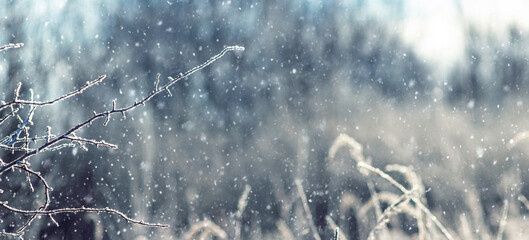 Thin tree branch with hoarfrost in the left corner against the backdrop of snowfall over a winter...