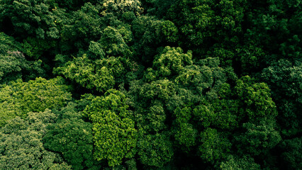 Aerial top view forest tree, Rainforest ecosystem and healthy environment concept and background, Texture of green tree forest view from above.	