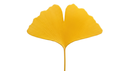 Isolated Yellow Ginkgo Biloba Leaf Bright Colors Perfect for Autumnal Designs Botanical Element