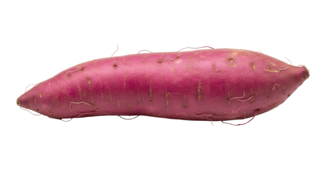 Isolated sweet potato showing some roots close up in studio lighting for stock photography