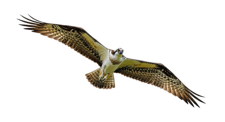 Isolated Osprey soaring and hunting, spread wings, beautiful bird of prey, wildlife photo
