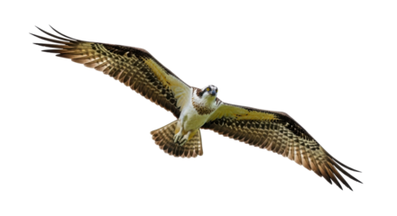 Isolated Osprey soaring and hunting, spread wings, beautiful bird of prey, wildlife photo