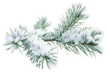pine branches covered with snow isolated on white background, png, ai generated