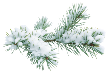 pine branches covered with snow isolated on white background, png, ai generated