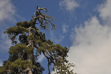 Tall tree with twisted branches reaching towards a blue sky on a sunny day