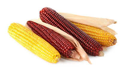 Fresh red and yellow corn cobs isolated on white