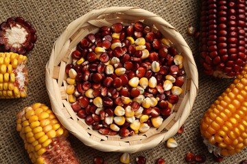Red and yellow corn cobs with kernels on table, flat lay