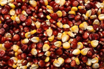 Kernels of red and yellow corn as background, top view