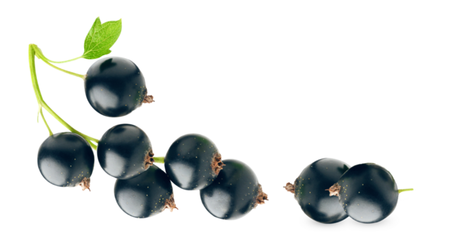 close up photograph of black currants on a stem with a single green leaf attached, showcasing the deep purple color and natural bloom of the fresh berries.