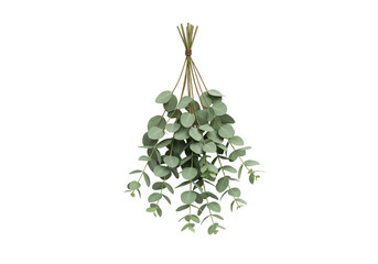 Isolated bunch of Eucalyptus leaves, plant, medicinal, greenery, branches, bundle © Lena