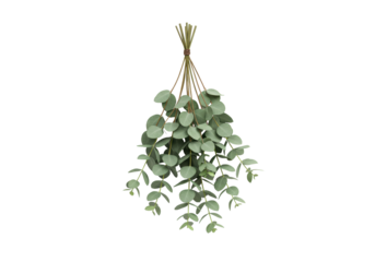 Isolated bunch of Eucalyptus leaves, plant, medicinal, greenery, branches, bundle