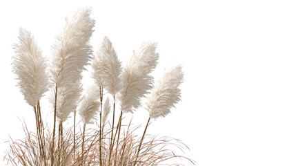 Ornamental pampas grass growing tall with feathery plumes natural decorative plant and garden landscape isolated on white background