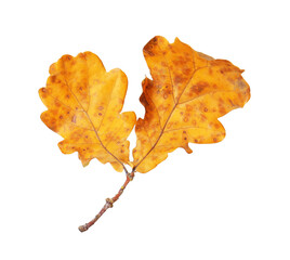 Branch with dry oak leaves isolated on white. Autumn season