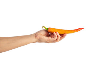 Orange sweet pepper in hand on transparent background