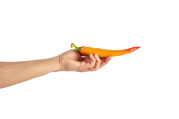 Orange sweet pepper in hand on transparent background
