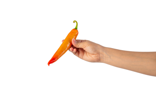 Orange sweet pepper in hand on transparent background