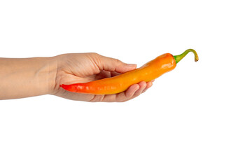 Orange sweet pepper in hand on transparent background