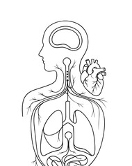 Vector art of human body anatomy sketch vector illustration of internal organs