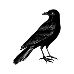 Black Crow Bird Halloween Scary Horror Tattoo Black and White Line Art Sketch Vintage Hand Drawn on Transparent Background