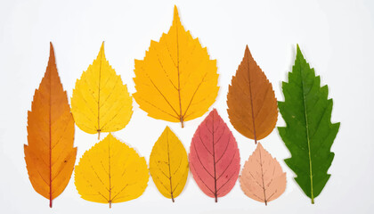An arrangement of various autumn leaves in hues of yellow, orange, red, brown and green