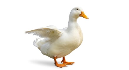 Fototapeta premium Graceful white duck with orange beak and feet, standing isolated on a clean white background.