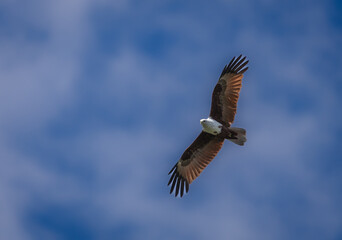 eagle in flight