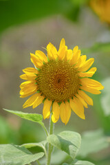 Close up of a beautiful yellow sunflower blooming. For graphic design, banners and 3D rendering