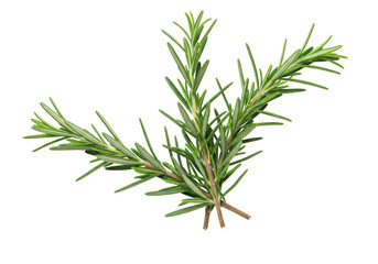 Isolated Rosemary sprigs, aromatic herb, fresh ingredient for cooking, food flavoring close up