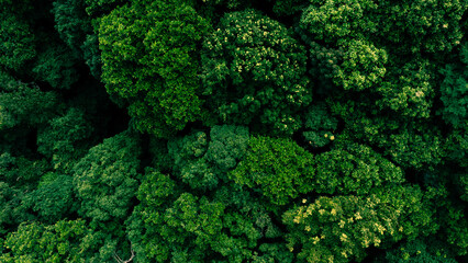 Top view of a young green forest in spring or summer