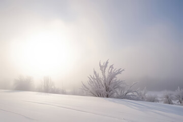 Fototapeta premium serene winter morning landscape with frosty trees covered in snow under soft sunlight and misty sky, tranquil nature scene with bright white snow field and gentle golden light atmosphere