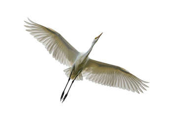 Obraz premium Isolated Great Egret spreading wings, flying against bright sky, tropical bird in flight