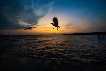 Many seagulls fleeing from the cold weather in Siberia come to Bang Pu, Samut Prakan Province, Thailand, from December to the end of March every year.