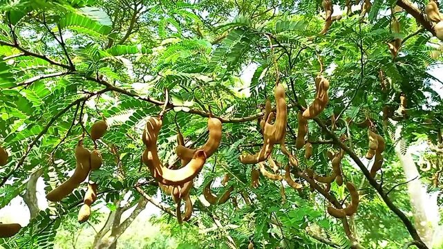 Tamarind pods hanging on tree in natural green background