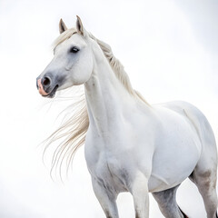 Obraz premium majestic white horse portrait