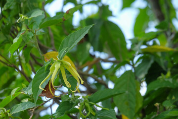 A blooming ylang-ylang flower. A flower with a distinctive fragrance. For graphic design, banners and 3D rendering