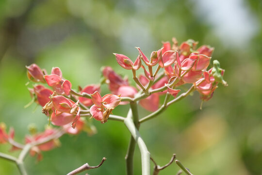 Close up of Little Bird Flower or Euphorbia bracteata. For graphic design, banners and 3D rendering