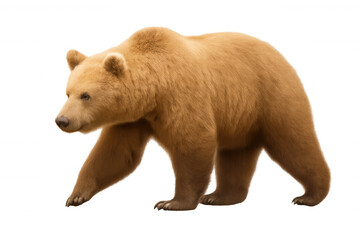 Obraz premium Brown bear walking, a wild predator moving, mammal isolated on transparent background, wildlife animal