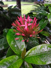 flower in the garden