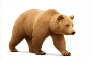 Grizzly bear walking, portraying strength and nature. Wildlife mammal cutout for design and digital projects