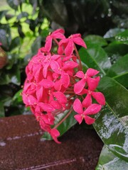 Red flower in the garden.