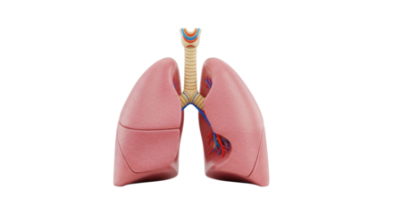 Isolated human lungs, trachea, and bronchi medical anatomical educational illustration