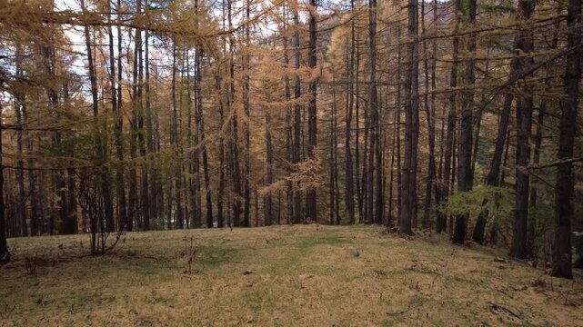 A Serene Forest Landscape Showcasing Autumn Colors: Larches Shedding Their Needles and Creating a Golden Carpet on the Ground Amidst Tall, Majestic Trees