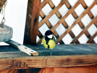 Great Tit Bird – Small Songbird Oil Painting