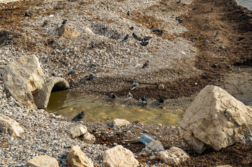 Environmental pollution in Albania — sewage water flowing directly into the Adriatic Sea near the coast. The image highlights ecological problems and lack of wastewater treatment infrastructure.