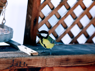 Great Tit Bird – Small Songbird Oil Painting