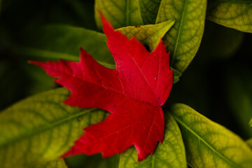 bright red maple leaf on green foliage - vivid autumn contrast