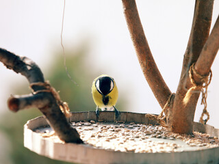 Great Tit Bird – Small Songbird Oil Painting