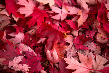 bright red maple leaf on green foliage - vivid autumn contrast